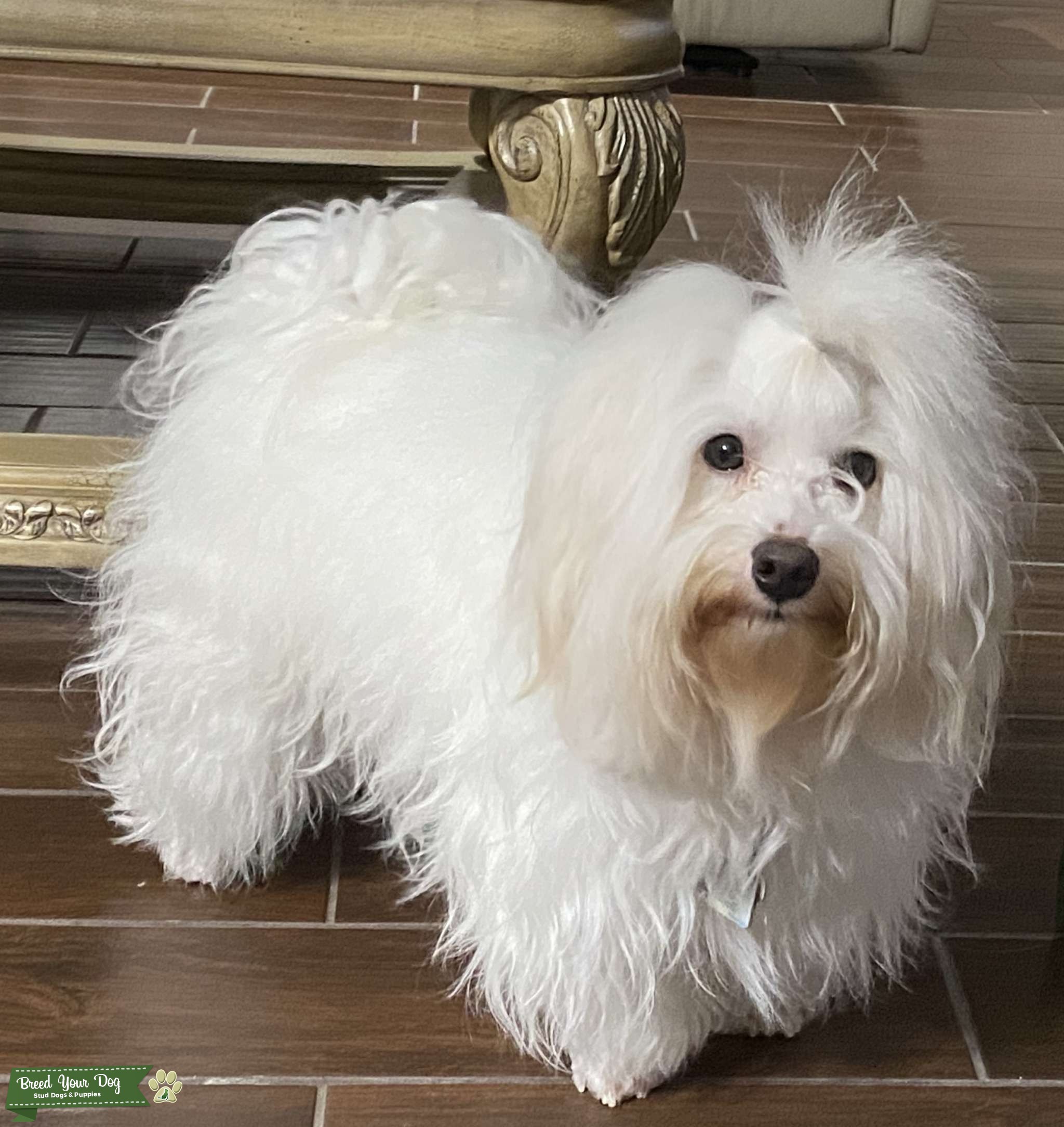 Coton de Tulear Stud Service Stud Dog in Houston, Texas, the United