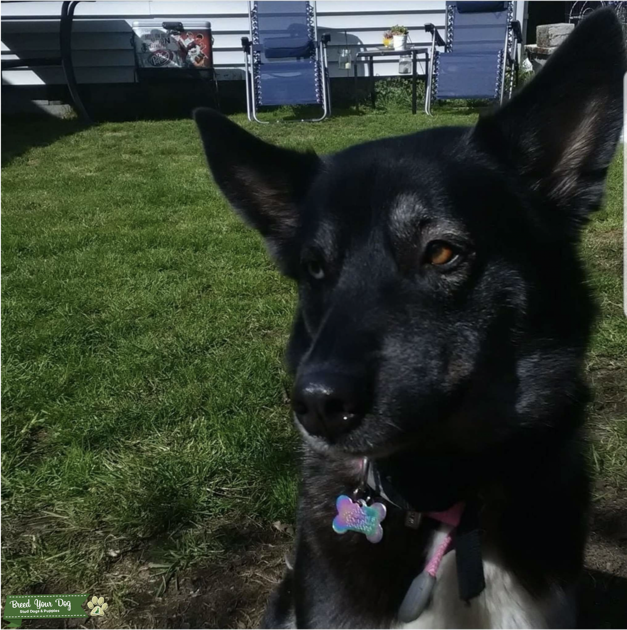 Husky lab mix Stud Dog in Washington, the United States Breed Your Dog