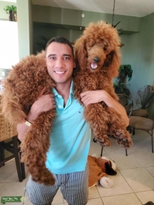 Standard Red Poodle Stud Listing Image