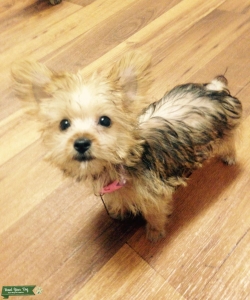 Looking for Yorkie Stud Listing Image