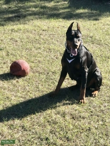 Euro Doberman  Listing Image