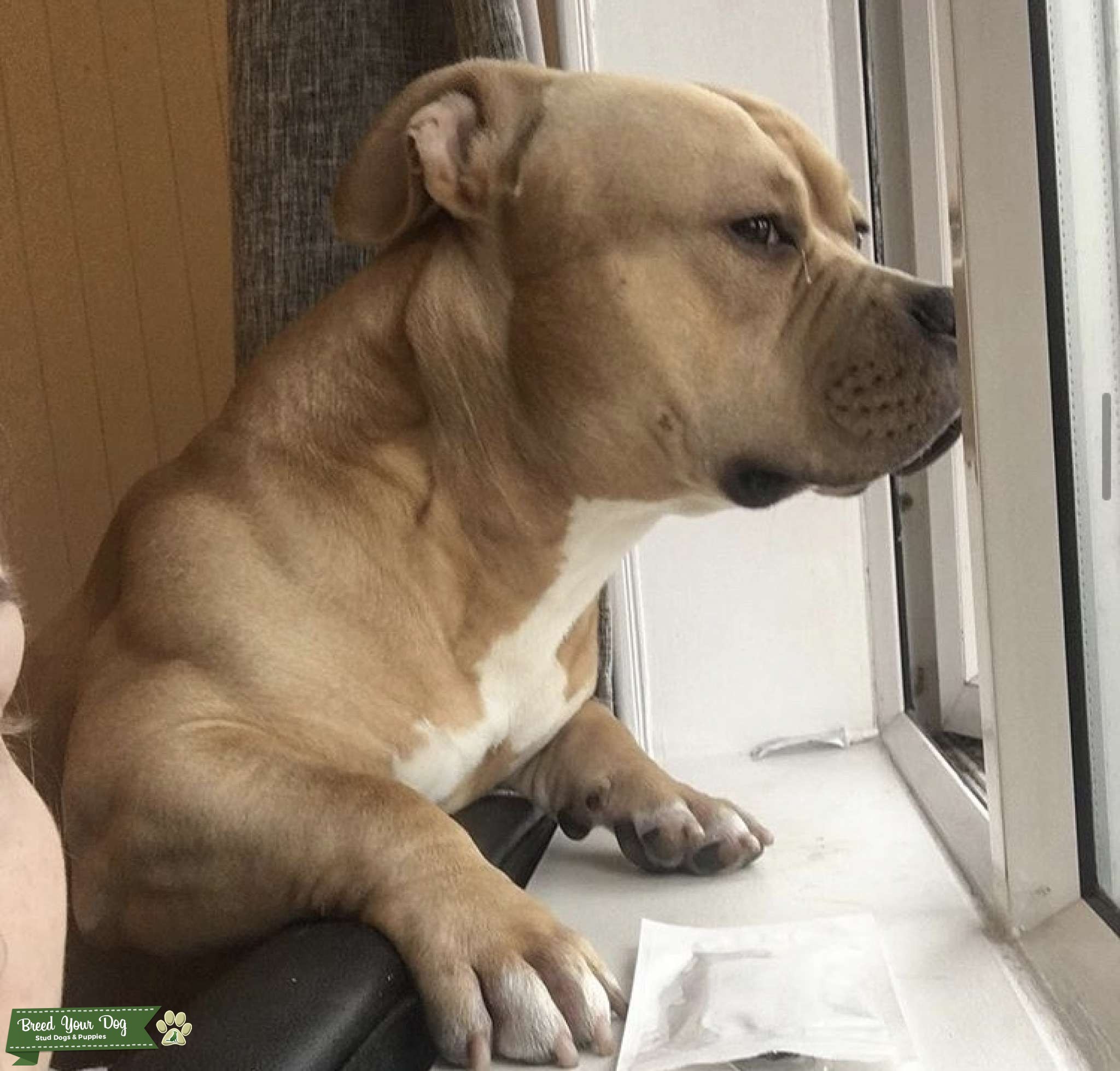 American Pocket Bully For Stud. Stud Dog in West Midlands , the United States Breed Your Dog