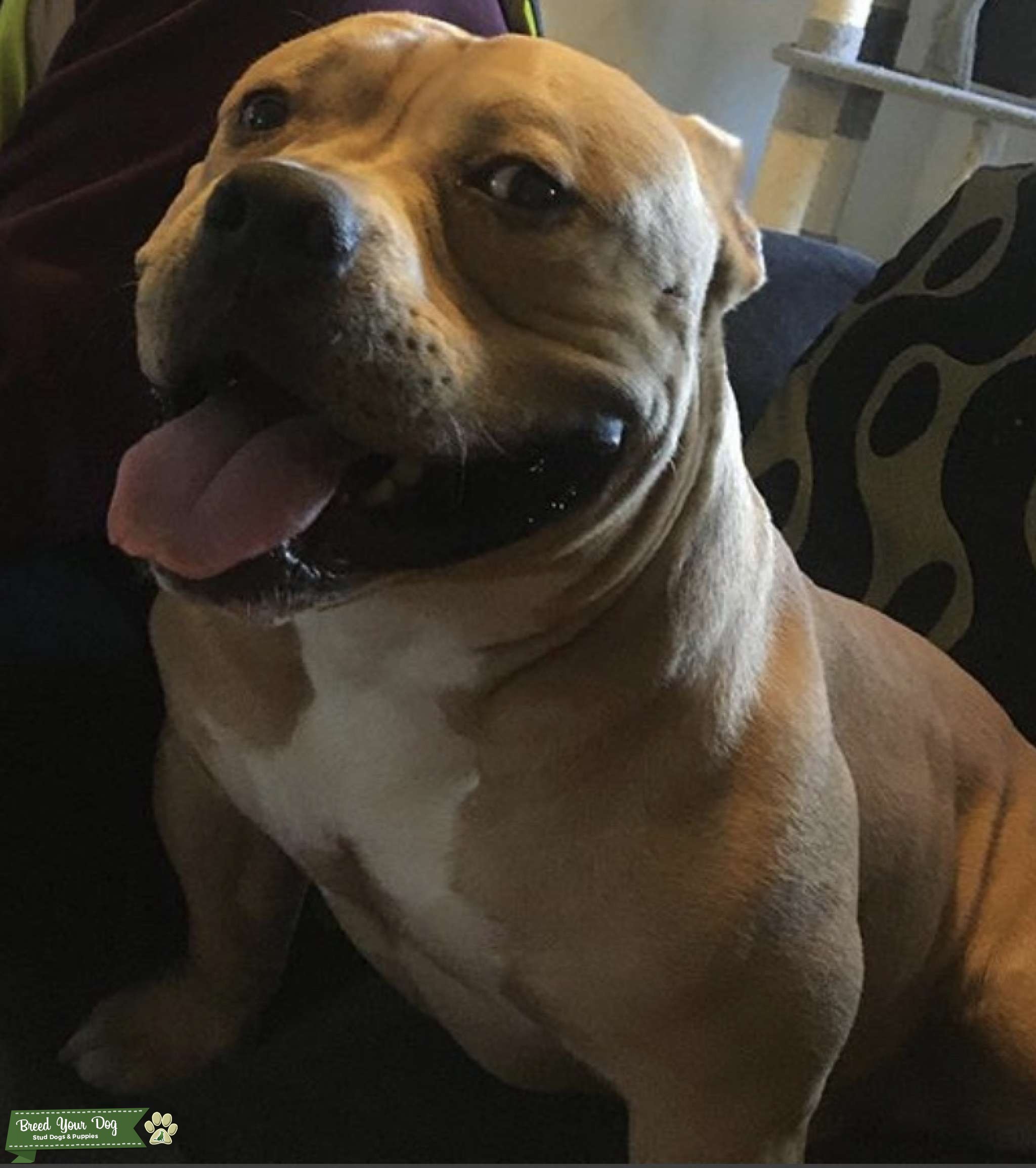 Stud Dog American Pocket Bully For Stud. Breed Your Dog