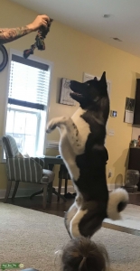Akita Stud Listing Image