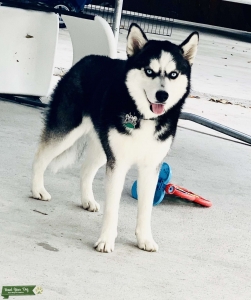 Female husky looking for stud  Listing Image