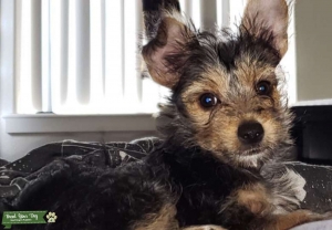 Yorkshire Terrier Listing Image