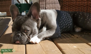 Blue Pure Bred French Bull Dog Listing Image