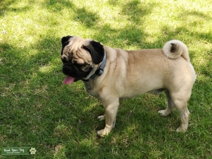 Stud available for breeding  Listing Image