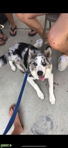 Blue Merle Border Collie Listing Image