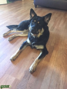 Female Wolf Hybrid In Heat Now Listing Image