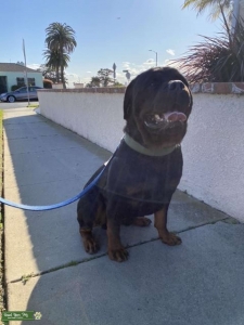 Stud services Rottweiler  Listing Image