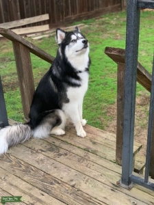 Siberian Husky Available For Stud Listing Image