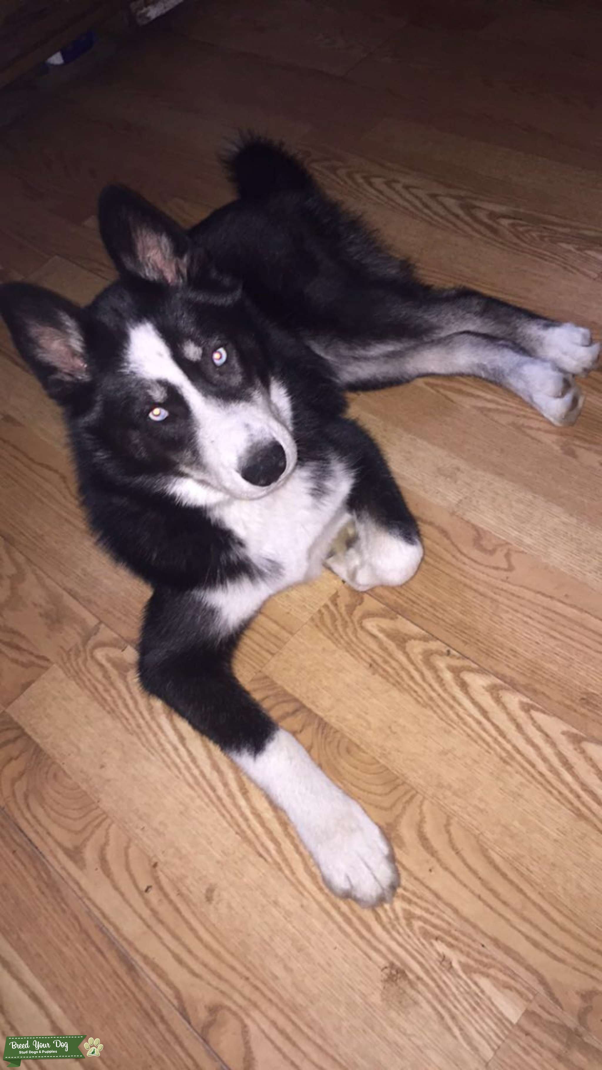 Pure Siberian Husky Stud Dog in Michigan, United States Breed Your Dog