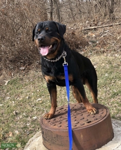 Stud looking for female  Listing Image