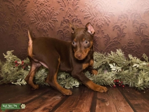 Mini Pinscher Stud Dog  Listing Image