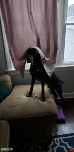 Pure Bred Blue Wiemaraner Listing Image