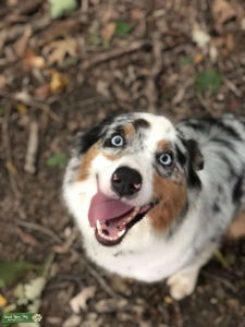 Pure Bred Australian Shepherd Listing Image