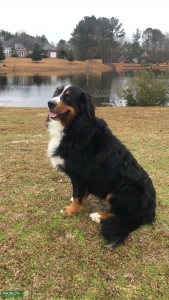 Male Bernese Mountain Dog Listing Image