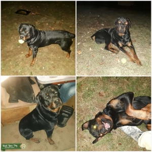 Up for stud, my boy Thor  Listing Image