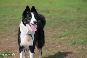 Female Border Collie Ready for Puppies Listing Image