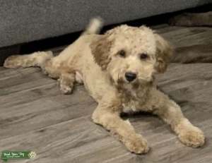 Miniature Poodle  Listing Image