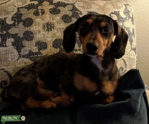 Minature Dachshund Stud Listing Image