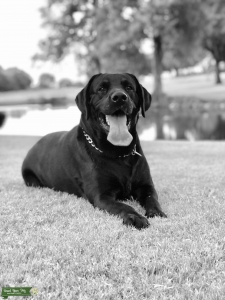 Black Lab Stud Listing Image