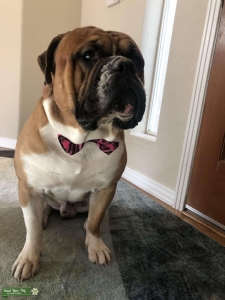 Olde English Bulldogge Listing Image