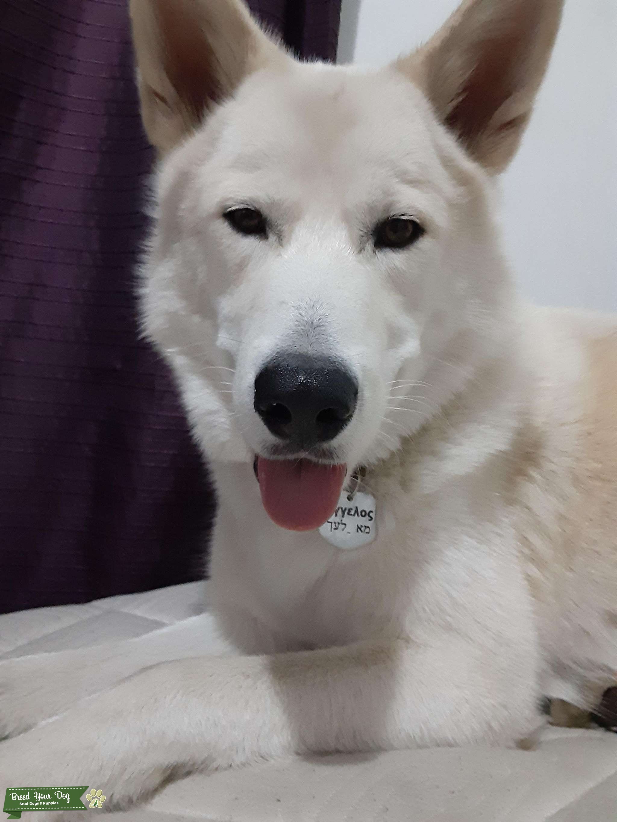 wolfdog Stud Dog in Indiana, the United States Breed Your Dog