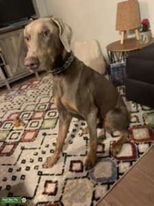 AKC male Doberman for stud Listing Image