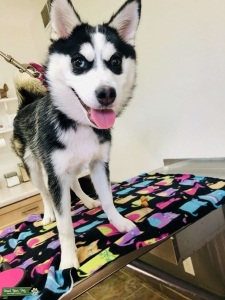 Female Pomsky Listing Image