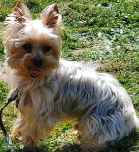 Stud Yorkie Listing Image