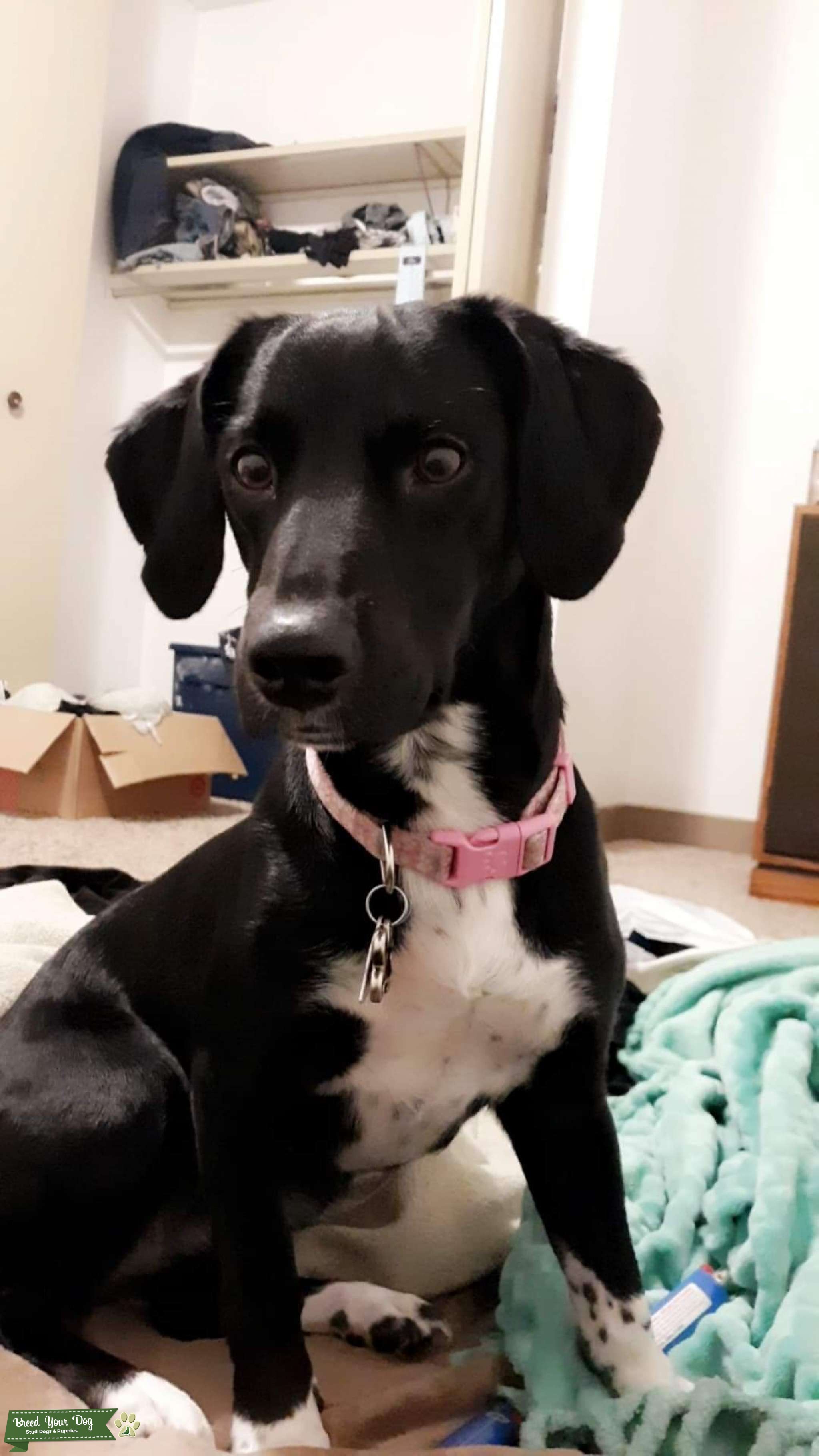 Female looking for a Stud Stud Dog in North Dakota, United States