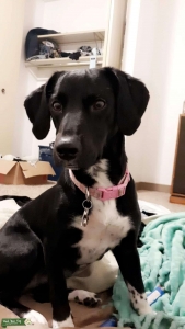 Female looking for a Stud Listing Image