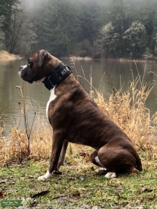 Brindle Boxer Stud Listing Image