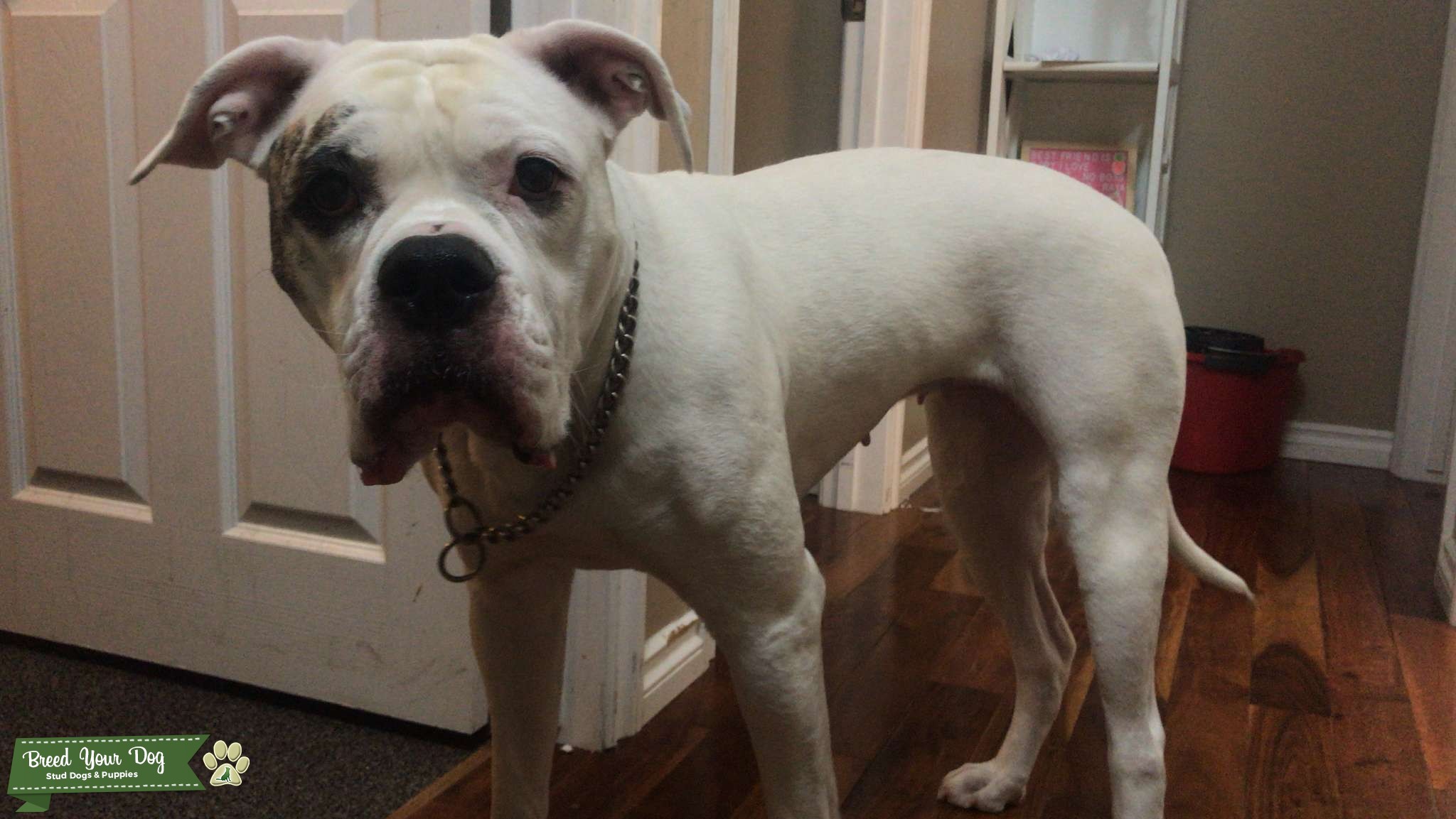 A beautiful female dog Stud Dog in Manitoba , the United States Breed Your Dog