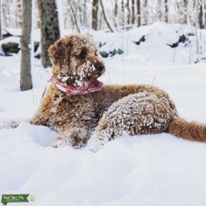 F1 Goldendoodle Red/Brown 70 lbs Listing Image