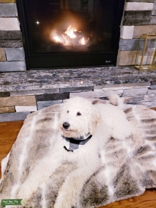 BRIGHT WHITE LABRADOODLE-1 IN A MILLION-91%POODLE-11%LAB- Listing Image