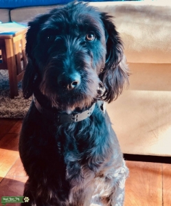 Labradoodle looking for Stud Listing Image