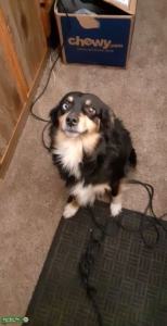 3 yr old Australian Shepard  very smart stud Listing Image