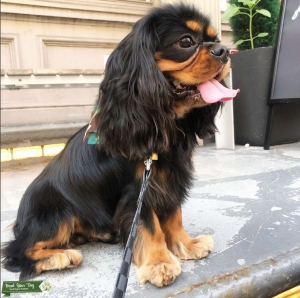 Black & Tan Cavalier King Charles Spaniel Stud with Champion Bloodline Available for Breeding Listing Image