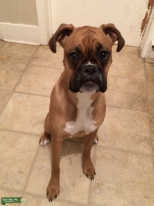 furminator brush for dogs