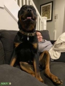Rottweiler looking to mate Listing Image