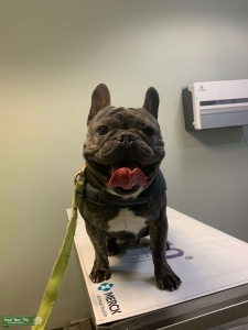 Tri-Color French Bulldog Listing Image