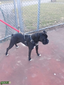 Reverse Brindle boxer  Listing Image