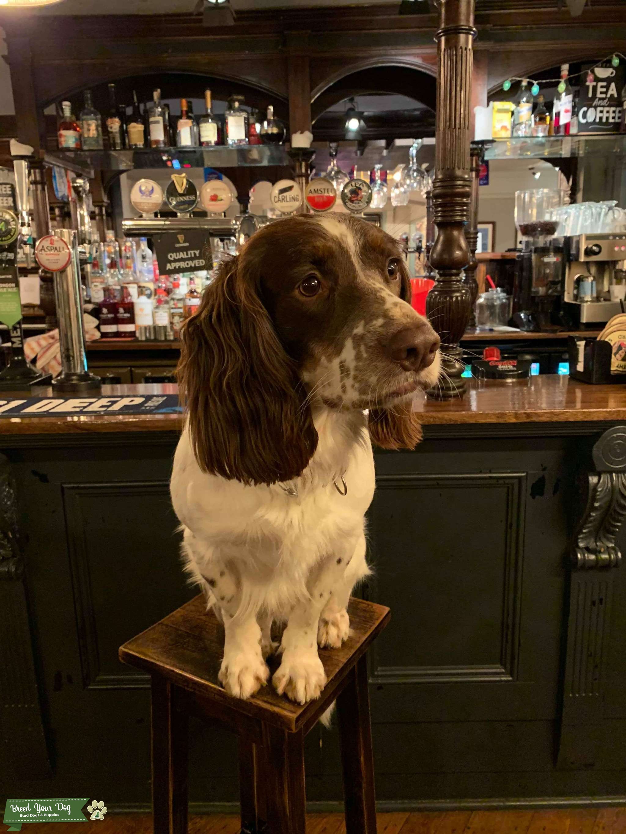 English Springer Spaniel for stud Stud Dog in Surrey, United States Breed Your Dog