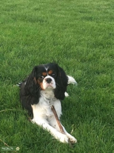 Tri color adult Cavalier King Charles Spaniel  Listing Image