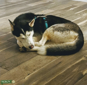 Husky Stud  Listing Image