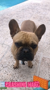 Male fawn frenchie available to stud Listing Image
