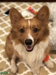 Long hair corgi looking for love Listing Image